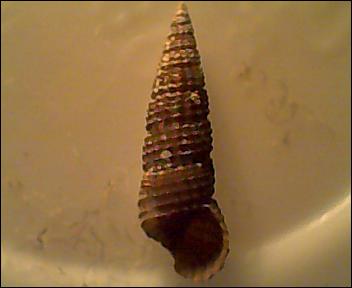 B. reticulatum o B. latreilli?